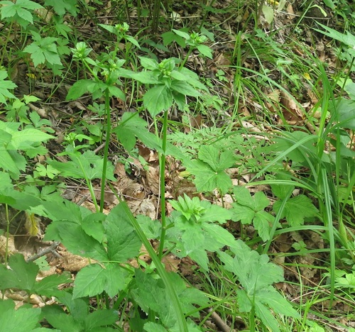 Image of Chinese Sanicle (Sanicula chinensis) by (c) Repina Tatyana, some rights reserved (CC BY)