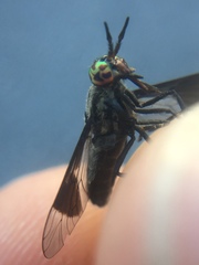 Chrysops niger
