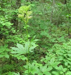 Filipendula palmata