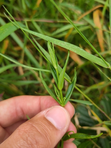 Cecidophyopsis atrichus