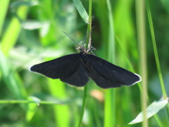 Odezia atrata