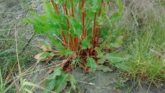 Koenigia alpina