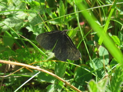 Odezia atrata