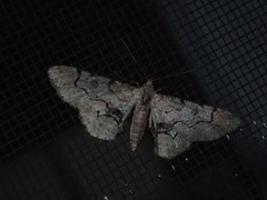 Iridopsis larvaria