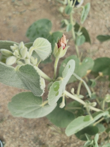Abutilon pannosum