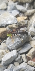 Polistes parametricus