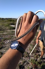 Psammophis leightoni