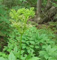 Filipendula palmata