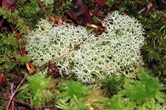 Cladonia confusa