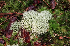 Cladonia confusa