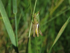 Pseudochorthippus parallelus