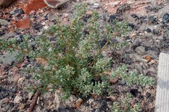 Salsola foliosa