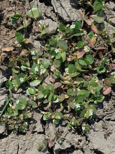 Image of Bacopa rotundifolia by (c) Nathan Aaron, some rights reserved (CC BY)
