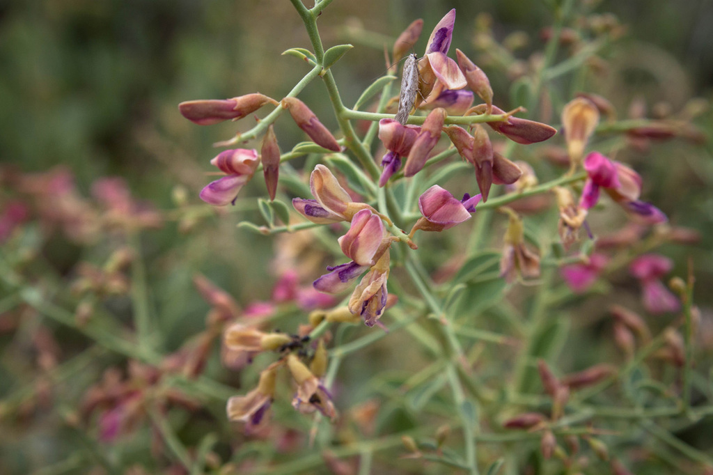 Alhagi sparsifolia from Улытауский район, Казахстан on July 8, 2016 at ...