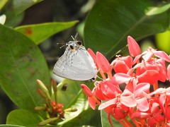 Tajuria cippus maxentius