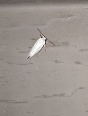 Tegeticula yuccasella