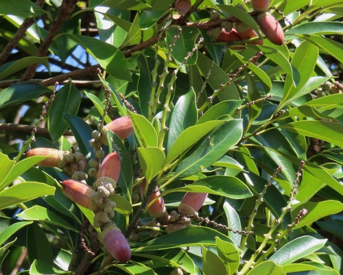 Image of Lithocarpus edulis by (c) mami_t_t, some rights reserved (CC BY)