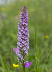 Gymnadenia