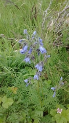 Polemonium acutiflorum