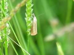 Chrysoteuchia culmella