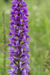Dactylorhiza urvilleana