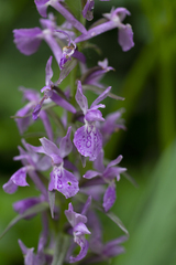 Dactylorhiza urvilleana