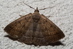 Zanclognatha jacchusalis