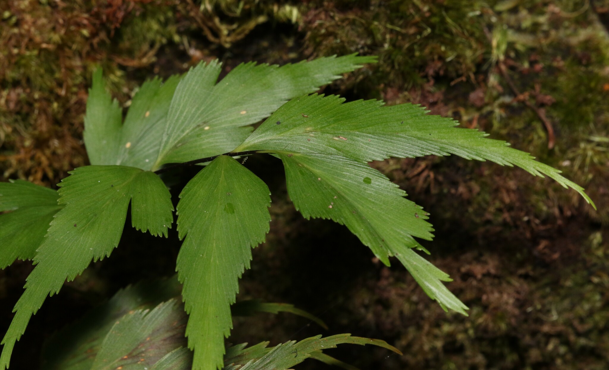 Asplenium dimidiatum 2