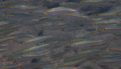 Spotback Herring photo 2