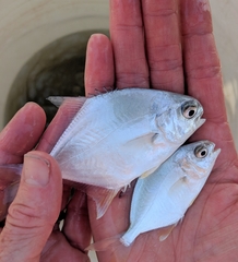 Trachinotus carolinus