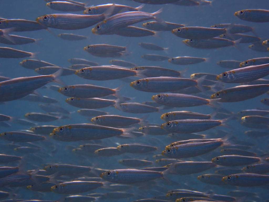 Spotback herring (Herklotsichthys punctatus) — Clupeidae
