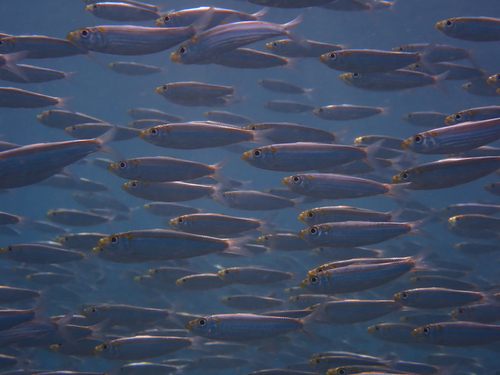 Spotback herring (Herklotsichthys punctatus) — Clupeidae