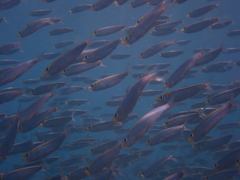 Spotback Herring photo 4