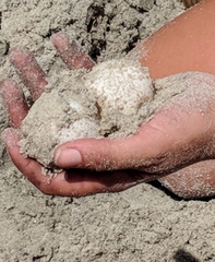 Caretta caretta