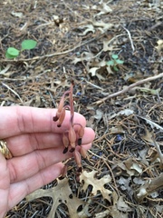 Bletia nitida