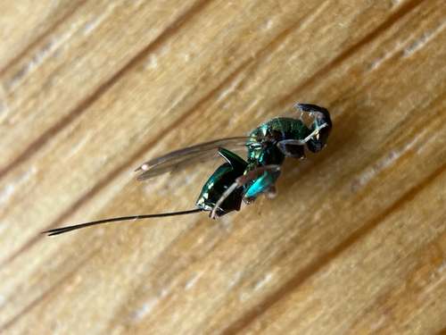 Apple Seed Chalcid