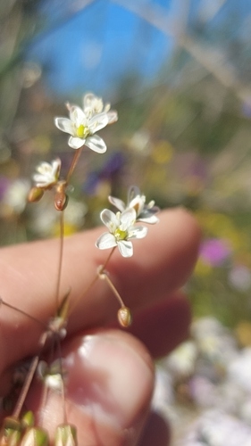 Pharnaceum elongatum (Pharnaceum elongatum)