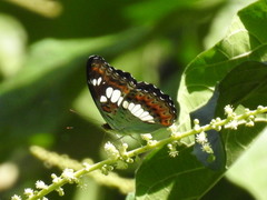 Moduza procris milonia