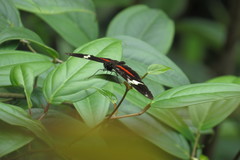 Heliconius clysonymus