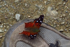 Hypanartia kefersteini