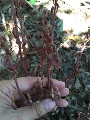 Bletia nitida