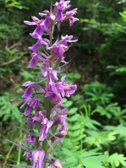 Dactylorhiza urvilleana