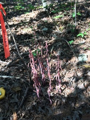 Bletia nitida