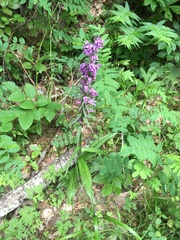 Dactylorhiza urvilleana