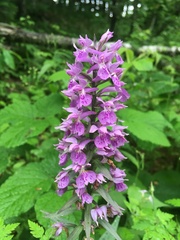 Dactylorhiza urvilleana