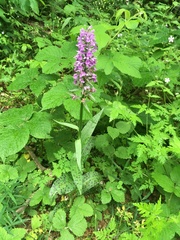 Dactylorhiza urvilleana