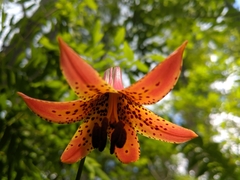 Lilium canadense