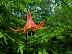 Lilium canadense