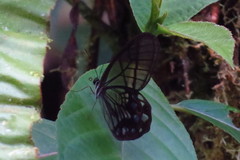 Pseudohaetera mimica