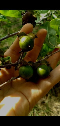 Image of Diospyros inconstans by (c) cristianol1456, some rights reserved (CC BY-SA)